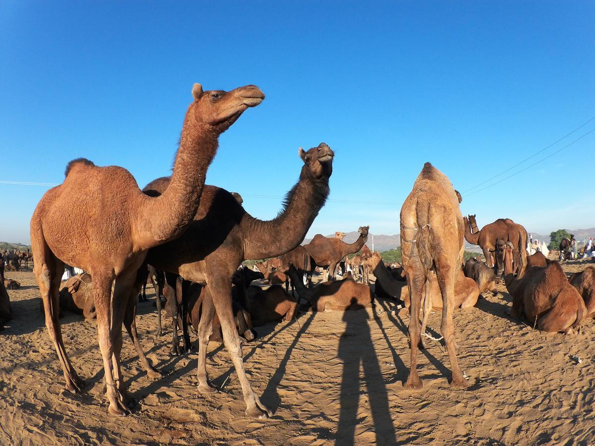 بوشكار فندق أروما المظهر الخارجي الصورة